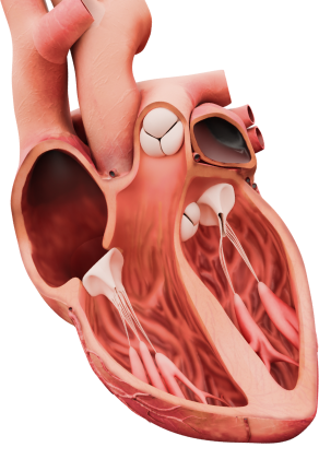 Heart