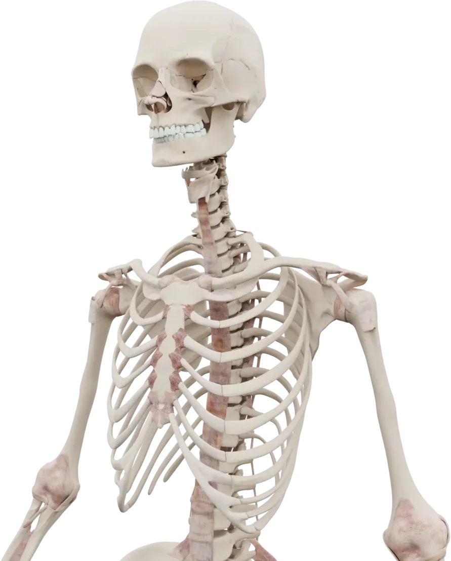 Bones